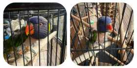 Lost Lory / Lorikeet