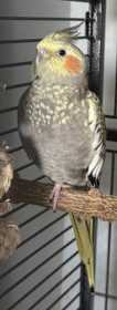 Lost Cockatiel