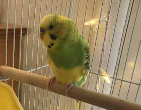 Lost Budgerigar