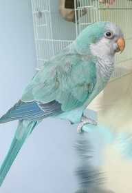 Lost Parrotlet