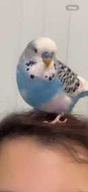 Lost Budgerigar