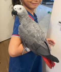 Lost African Grey