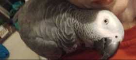 Lost African Grey