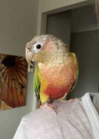 Lost Conure