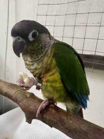 Lost Conure