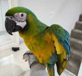 Lost Macaw