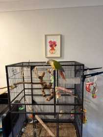 Lost Conure