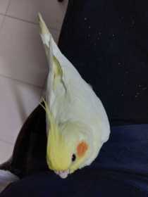Lost Cockatiel