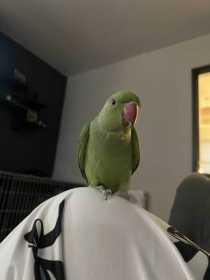 Lost Indian Ringneck Parakeet