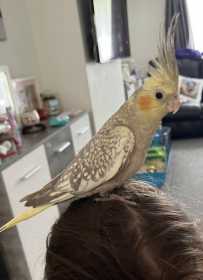 Lost Cockatiel