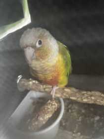 Lost Conure