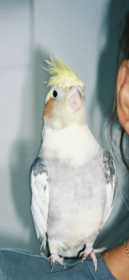 Lost Cockatiel