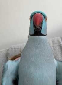 Lost Indian Ringneck Parakeet