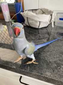 Lost Indian Ringneck Parakeet