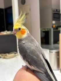 Lost Cockatiel