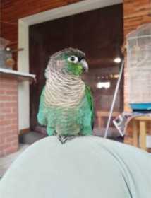 Lost Conure