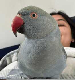 Lost Indian Ringneck Parakeet