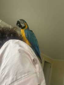 Lost Macaw