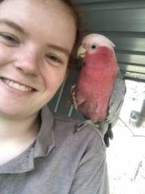 Lost Galah Cockatoo