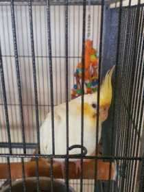 Lost Cockatiel