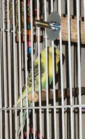 Lost Budgerigar