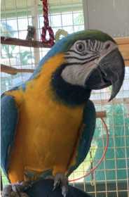 Lost Macaw