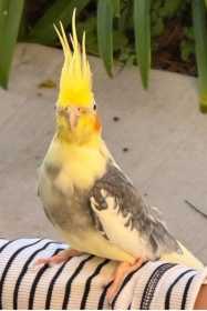 Lost Cockatiel