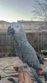 Lost African Grey