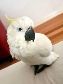 Lost Cockatoo