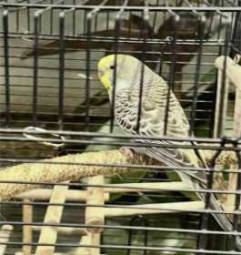 Lost Budgerigar