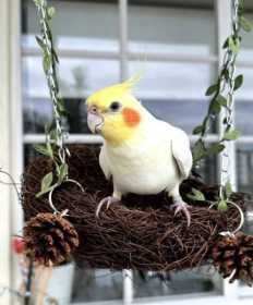 Lost Cockatiel