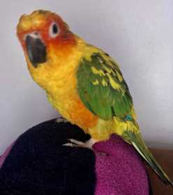 Lost Conure