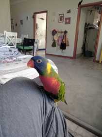 Lost Lory / Lorikeet