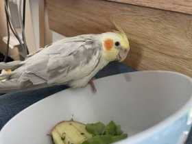 Lost Cockatiel