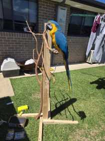 Lost Macaw