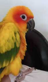 Lost Conure