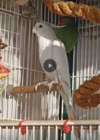 Lost Cockatiel