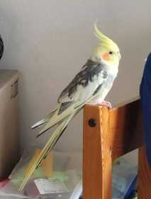 Lost Cockatiel