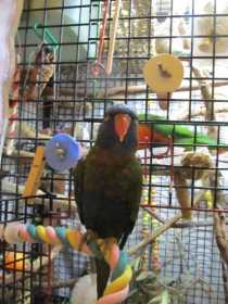 Lost Lory / Lorikeet