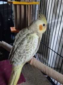 Lost Cockatiel