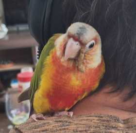 Lost Conure