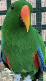 Lost Eclectus