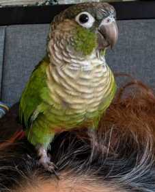 Lost Conure