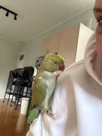 Lost Indian Ringneck Parakeet