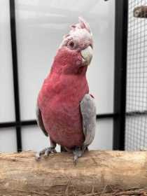 Lost Galah Cockatoo
