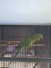 Lost Rose Ringed Parakeet