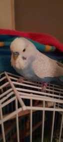 Lost Budgerigar