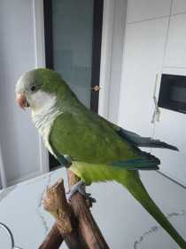Lost Conure