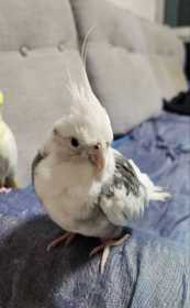 Lost Cockatiel