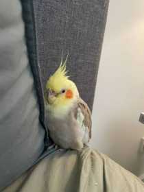 Lost Cockatiel